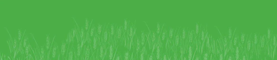 wheats-2